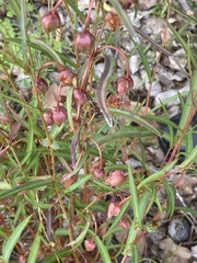 Hibbertia cunninghamii