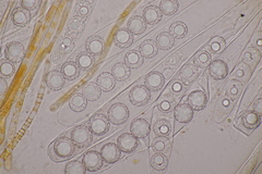 Lamprospora hispanica