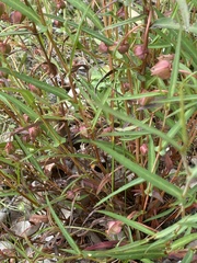 Hibbertia cunninghamii