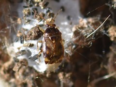 Deraeocoris lutescens