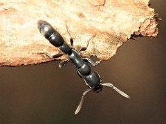 Platythyrea parallela