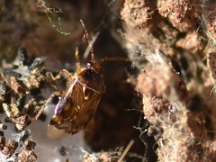 Deraeocoris lutescens