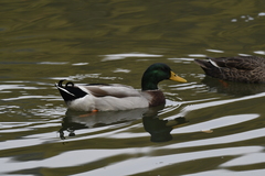 Anas platyrhynchos