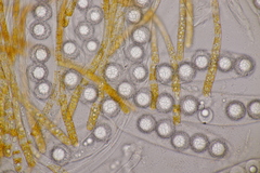 Lamprospora hispanica