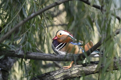 Aix galericulata