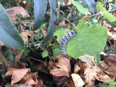 Lophocampa caryae