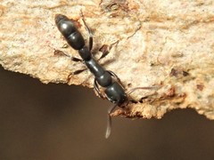 Platythyrea parallela