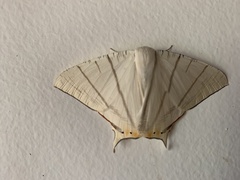 Ourapteryx marginata