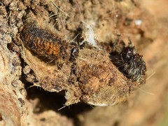 Thaumetopoea processionea