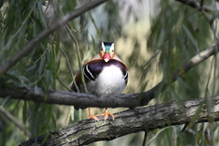 Aix galericulata