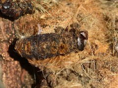 Thaumetopoea processionea