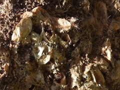 Thaumetopoea processionea