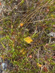 Hibbertia stellaris