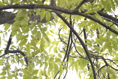Phylloscopus proregulus