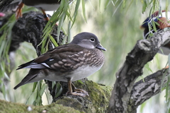 Aix galericulata