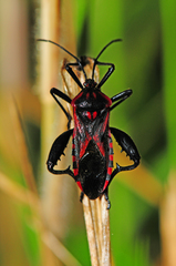 Piezogaster rubropictus