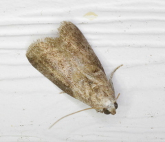 Acrobasis juglandis