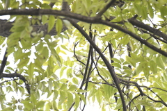 Phylloscopus proregulus