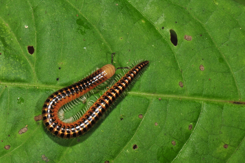 Stemmiulidae