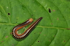 Stemmiulidae