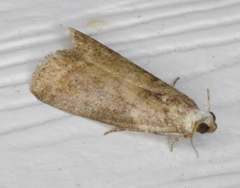 Acrobasis juglandis