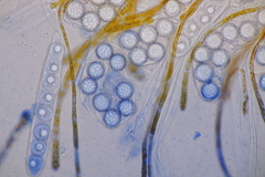 Lamprospora hispanica