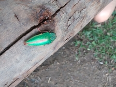 Psiloptera attenuata