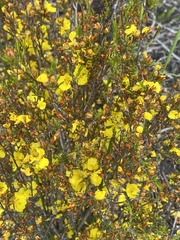 Hibbertia notibractea