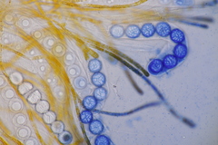 Lamprospora hispanica