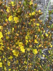 Hibbertia notibractea