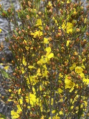Hibbertia notibractea
