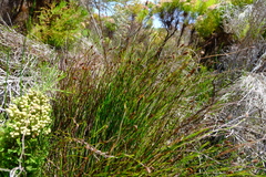 Platycaulos compressus