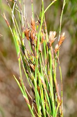 Platycaulos compressus