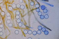 Lamprospora hispanica