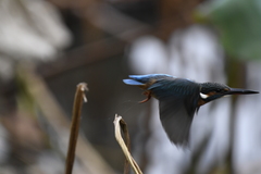 Alcedo atthis