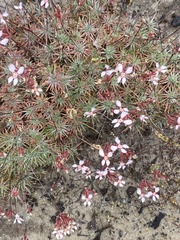 Stylidium lepidum