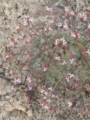 Stylidium lepidum