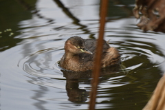 Tachybaptus ruficollis