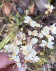 Stylidium spathulatum