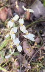 Stylidium spathulatum