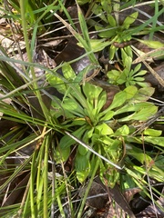Stylidium spathulatum
