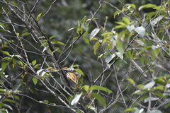 Urocissa erythroryncha