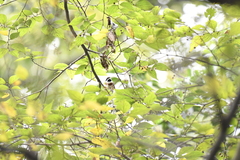 Phylloscopus proregulus