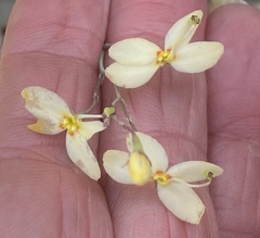 Stylidium spathulatum