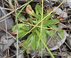 Stylidium spathulatum