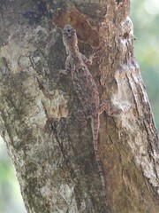 Draco maculatus