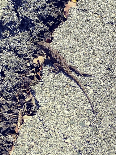 iNaturalist observation photo of Western Fence Lizard