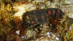 Scyllarus arctus