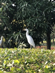 Bubulcus ibis