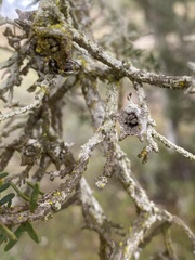 Melaleuca cuticularis